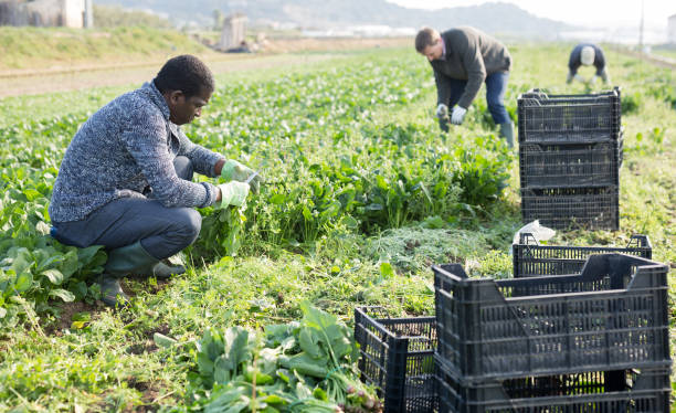 istock Hired workers harvest spinach on a plantation 1326976535