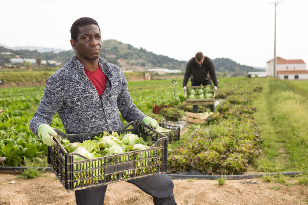 istock African farm worker carrying box with lettuce 1326976559