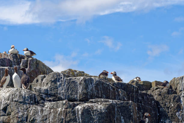 istock Atlantic Puffins on the Farne Islands - UK 1326977155