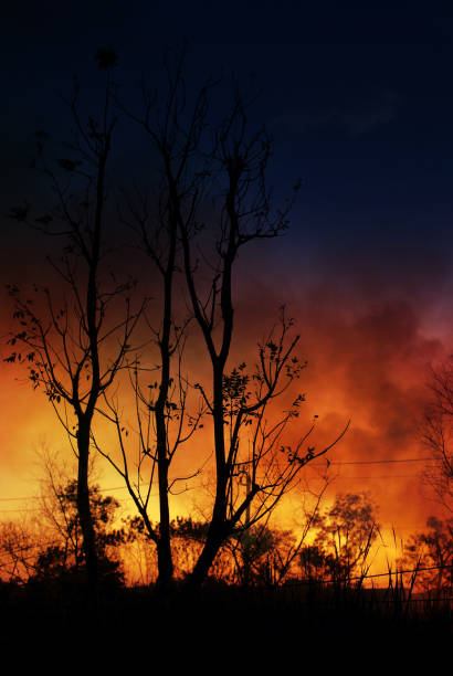 trees burning at night