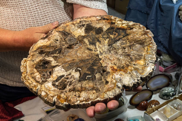 man holds a section of a fossil tree man holds a section of a fossil tree. High quality photo petrified wood stock pictures, royalty-free photos & images