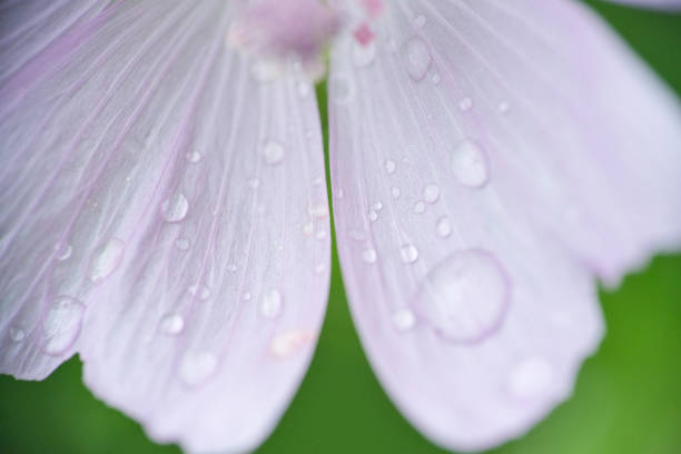 Raindrops on white petals closeup.