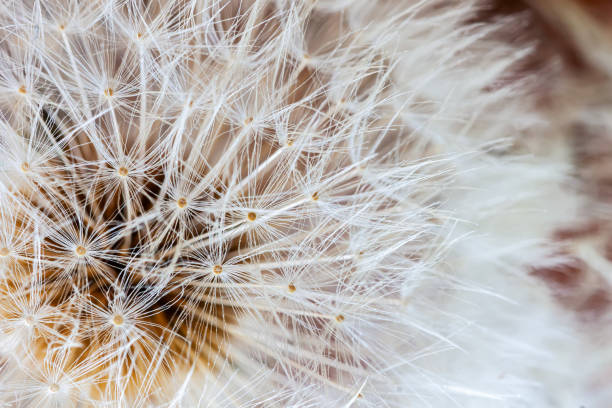istock White dandelion head with seeds close-up. Selective soft focus. Natural spring, summer background 1326978450