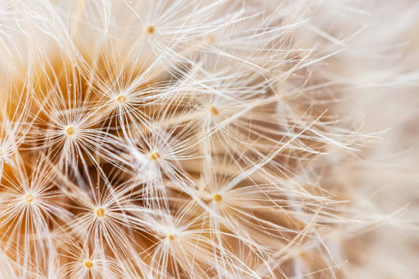 istock Abstract of airy and fluffy seed dandelion flower texture. Selective soft focus. Summer background 1326978473