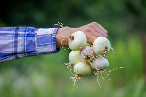 a bunch of fresh onions in the hands of a farmer. Nature. Selective focus