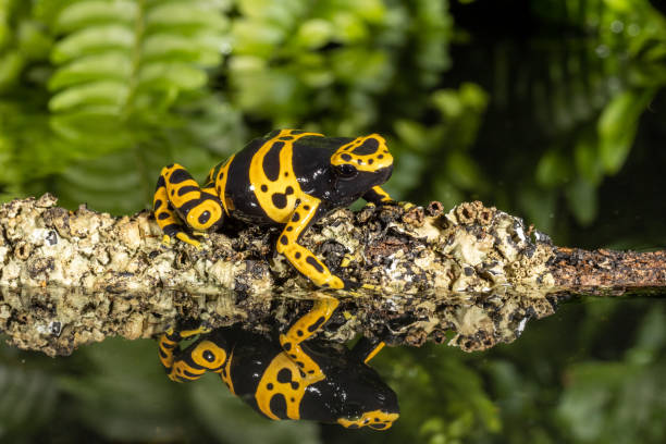 istock Yellow-Banded Poison Arrow Frog 1326980707