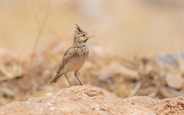 istock Close-up Crested Lark bird on boulder on a hot midday day ( 1326980723