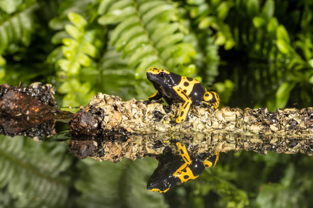 istock Yellow-Banded Poison Arrow Frog 1326981278