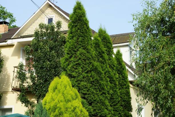 istock long green coniferous ornamental trees 1326981476