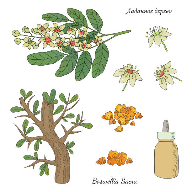 ilustrações de stock, clip art, desenhos animados e ícones de medicinal plant boswellia sacra - tree resin