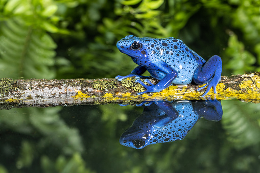 This frog, also known as the blue poison dart frog (Dendrobates tinctorius 'azureus') is from far northern Brazil and Suriname.