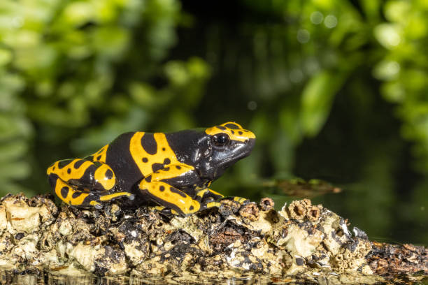 istock Yellow-Banded Poison Arrow Frog 1326981798