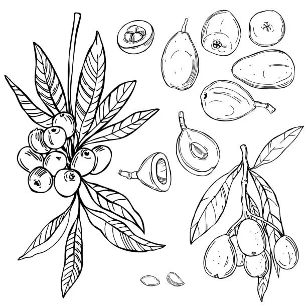 Vector illustration of Loquat fruit.  Vector  illustration.