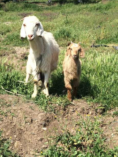 istock Mother and baby goat 1326984042
