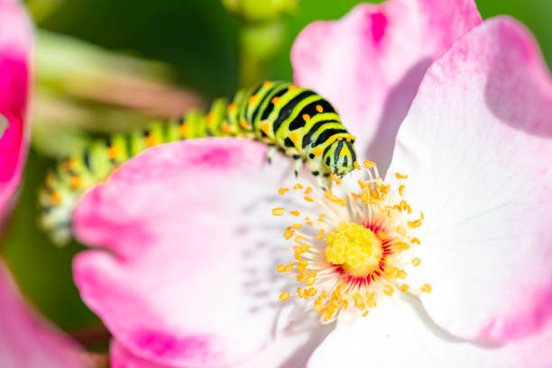 Small green caterpillar with black stripes and orange dots crawls actively along large green leaf of bush in garden. Sunny day, blurred background