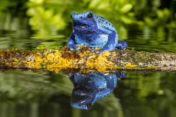 Blue Poison Arrow Frog This frog, also known as the blue poison dart frog (Dendrobates tinctorius 'azureus') is from far northern Brazil and Suriname. poison arrow frog photos stock pictures, royalty-free photos & images
