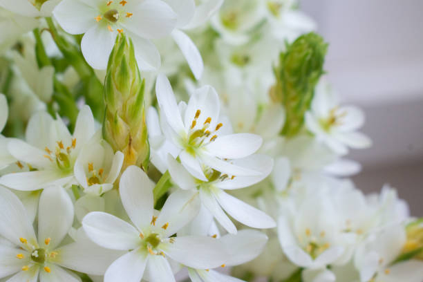 istock Delicate white flowers with yellow hearts and green sprouts. 1326984969