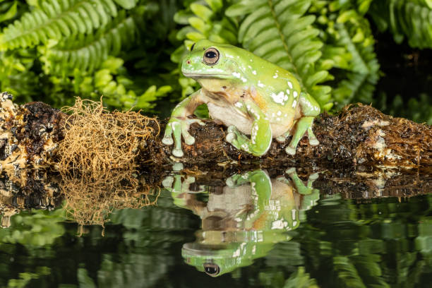 화이트의 나무 개구리 - whites tree frog 뉴스 사진 이미지