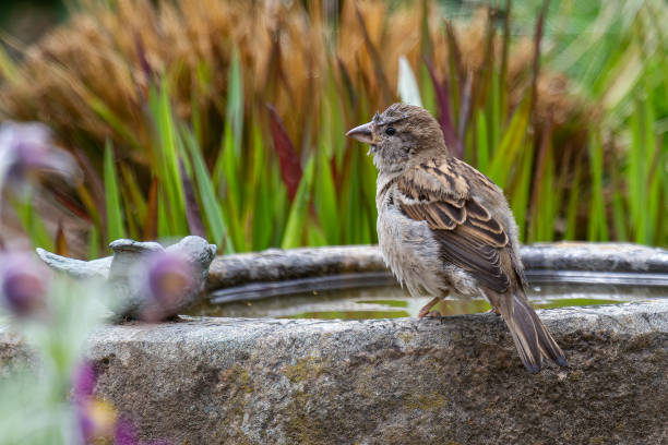 istock a sparrow standing on the border of a stony bird bath 1326985137