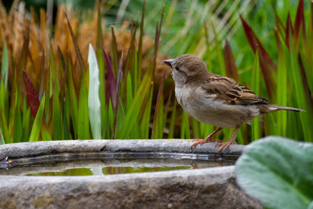 a sparrow standing on the border of a stony bird bath - bird water bath garden stockfoto's en -beelden