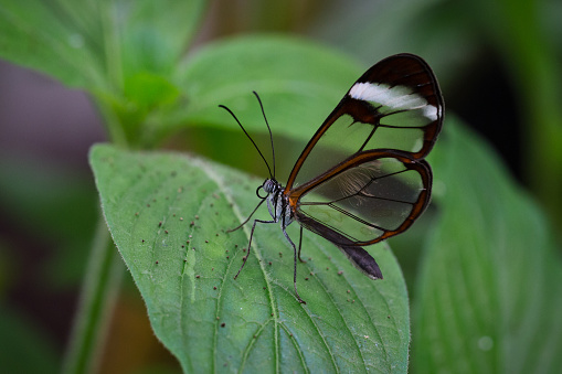 Side view macro close-up of a single tropical glasswinged butterfly (Greta oto) sitting on a green leaf