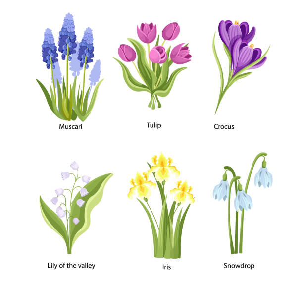 Set of Spring Flowers Muscari, Tulip, Crocus or Lily of the Valley with Iris and Snowdrop. Springtime Beautiful Blossoms Set of Spring Flowers Muscari, Tulip, Crocus and Lily of the Valley with Iris and Snowdrop. Springtime Beautiful Blossoms, Blooming Plants Isolated on White Background. Cartoon Vector Illustration grape hyacinth stock illustrations