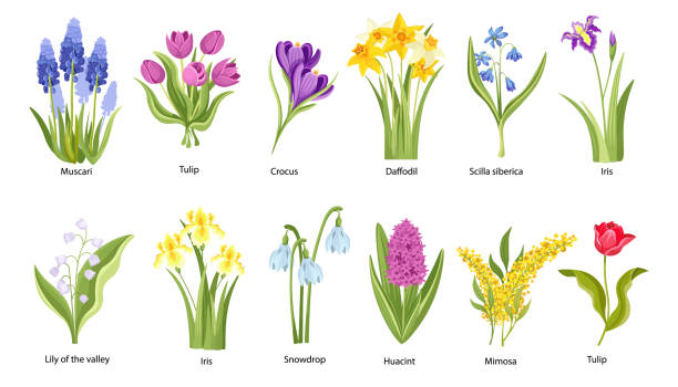 ilustraciones, imágenes clip art, dibujos animados e iconos de stock de juego de flores de primavera, jardín o flores del bosque muscari, tulipán, azafrán y lirio del valle con iris y gota de nieve - daffodil