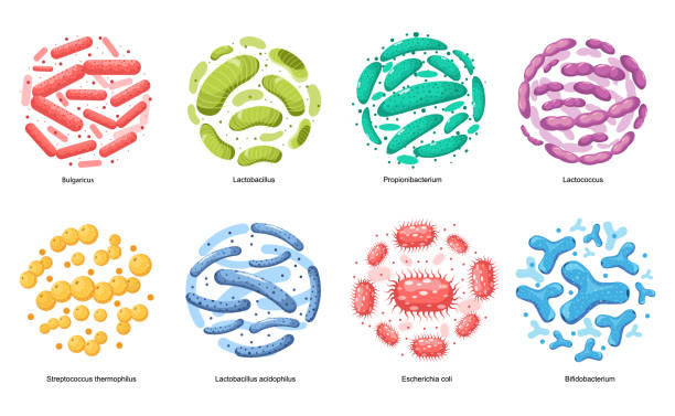 Probiotic Bacteria Bulgaricus, Lactobacillus, Propionbacterium. Lactococcus, Streptococcus Thermofillus, Lactobacillus Set Probiotic Bacteria Bulgaricus, Lactobacillus, Propionbacterium. Lactococcus, Streptococcus Thermofillus, Lactobacillus Acidophilus, Escherichia Coli, Bifidobacterium. Cartoon Vector Illustration enterobacteria stock illustrations