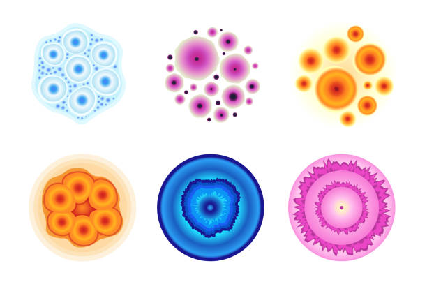 ilustraciones, imágenes clip art, dibujos animados e iconos de stock de conjunto de hongos o células de moho de colores en bacterias aisladas de placas de petri de laboratorio o penicilina bajo microscopio en laboratorio - petri dish bacterium virus laboratory