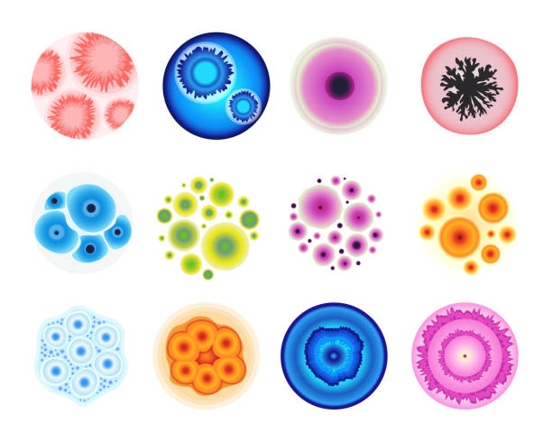 Mold in Lab Isolated Set. Colorful Bacteria, Fungi, Cells or Penicillin Microscope View in Laboratory. Different Germs Mold in Lab Isolated Set. Colorful Bacteria, Fungi, Cells or Penicillin Microscope View in Laboratory. Different Germs in Petri Dish. Biochemistry Analysis, Medicine Test. Cartoon Vector Illustration yeast cells stock illustrations