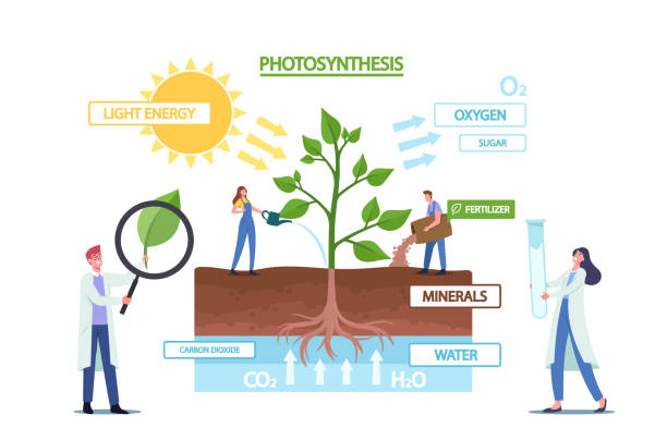 740+ Photosynthesis Diagram Stock Photos, Pictures & Royalty-Free