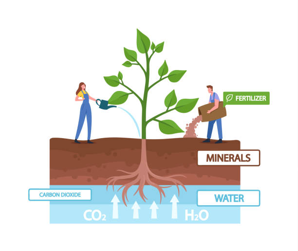 Tiny Characters Fertilizing and Watering Huge Green Plant Convert Light Energy during Photosynthesis Process Tiny Characters Fertilizing and Watering Huge Green Plant Convert Light Energy during Photosynthesis Process. Plants, Tree, Leaf Content Carbohydrates, Environment. Cartoon People Vector Illustration fertilizer illustrations stock illustrations