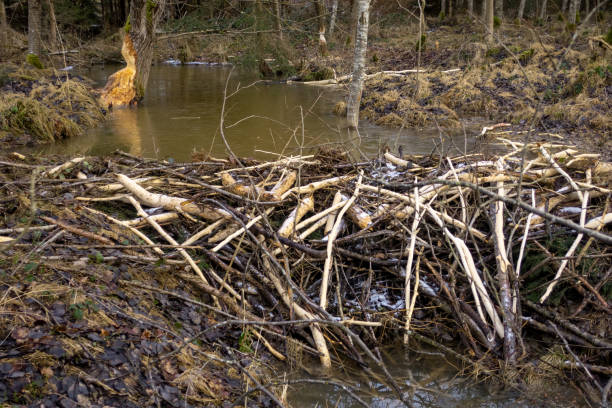 istock Beaver dam in the forest 1326987517