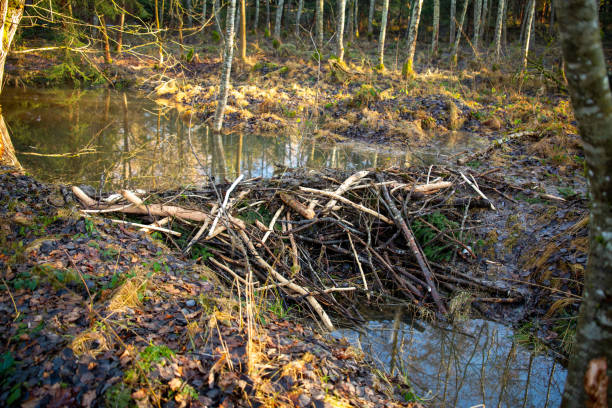 istock Beaver dam in the forest 1326987540