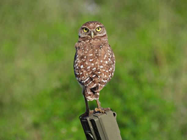 Burrowing Owl - looking at the camera