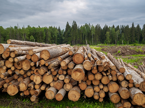 The ends of the sawn trunks of pine and birch lying in a large heap in summer in cloudy weather against the background of the forest