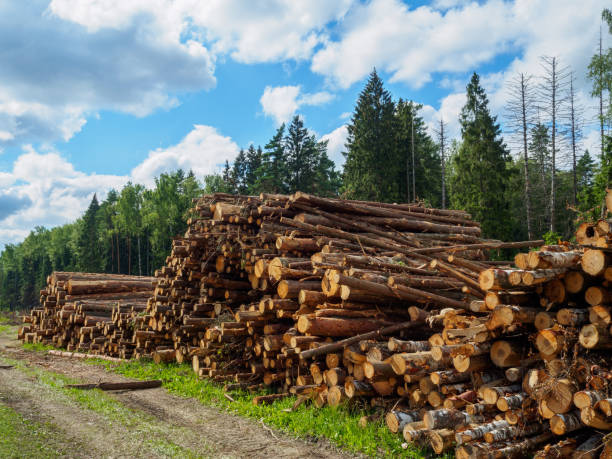 istock Sawed tree trunks lie in a large pile near the forest in summer 1326990126