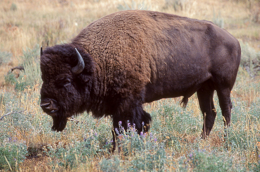 An American Bison grazes in the tall grassland of the Wichita Mountains in Oklahoma