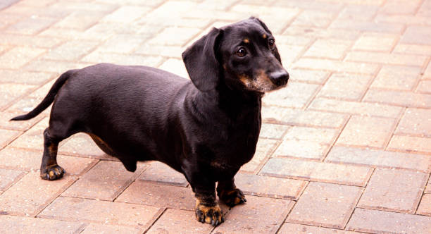 istock Miniature Dachshund Breed 1326991118