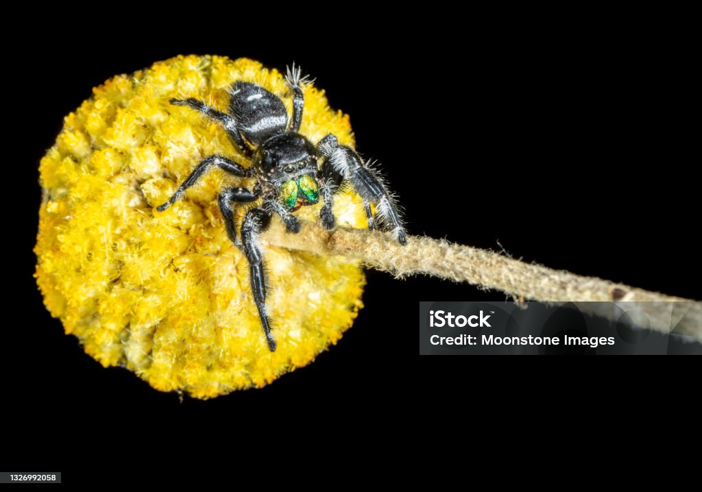 Regal Jumping Spider Regal Jumping Spider (Phidippus regius) found in the US and Canada Jumping Stock Photo