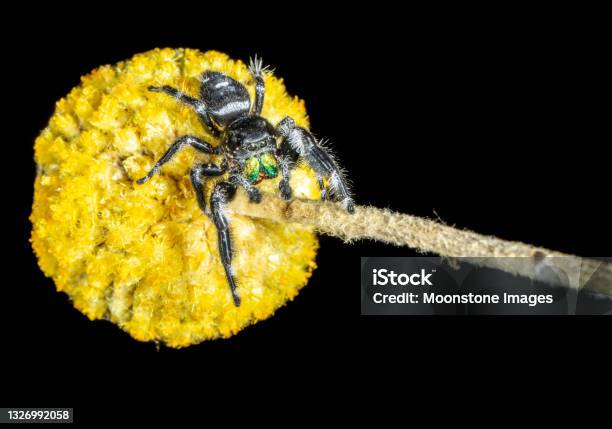 Regal Jumping Spider Stock Photo - Download Image Now - Jumping, Jumping Spider, Abdomen