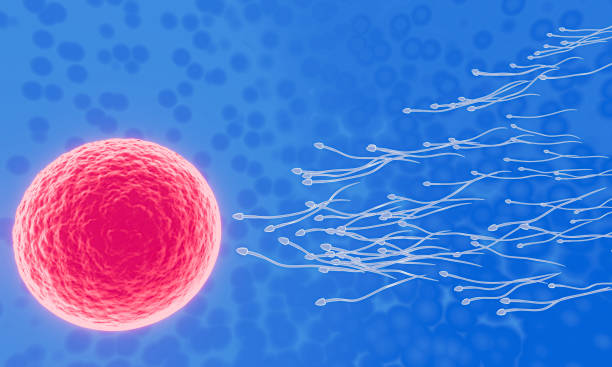 istock The sperm is directed towards the egg. To do human mating. A pre-fertilization model between an egg and a sperm. 3D Rendering 1326992102
