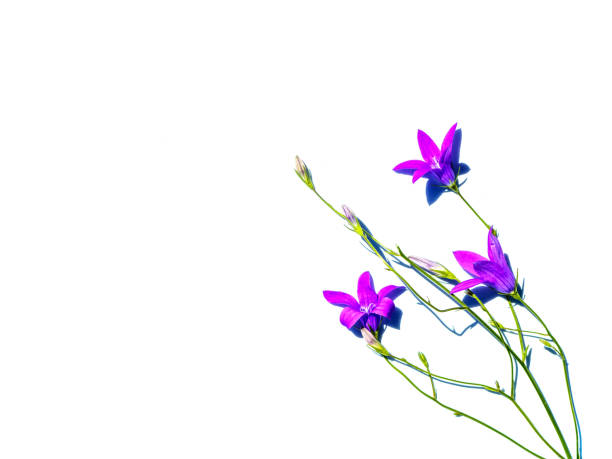 istock Lilac bell flower isolated on white background with copyspace. 1326992123