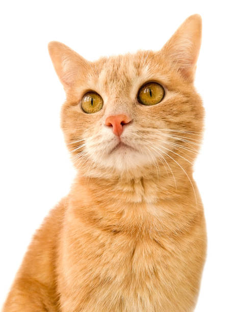 istock Ginger cat on white background stock photo 1326992149