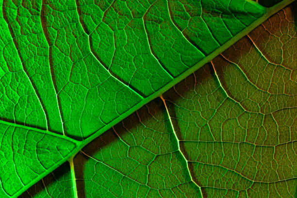 istock green sheet close-up, used as a background or texture 1326992877