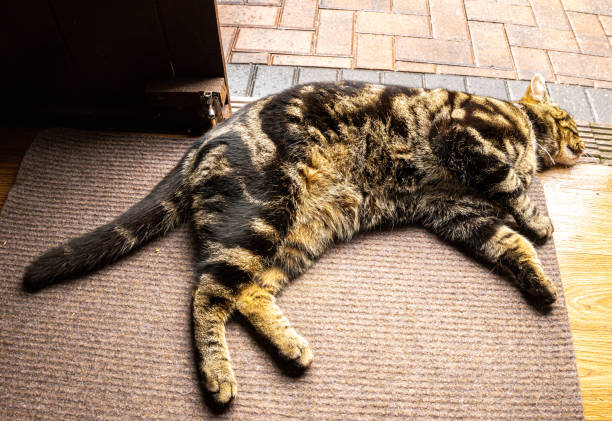 istock Domestic House Cat 1326993515