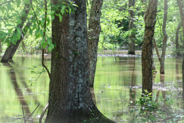 trees in swamp water - coate imagens e fotografias de stock