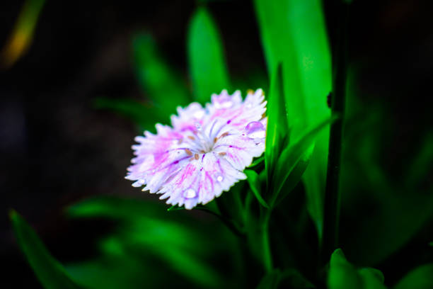 a chain of flowers in the park