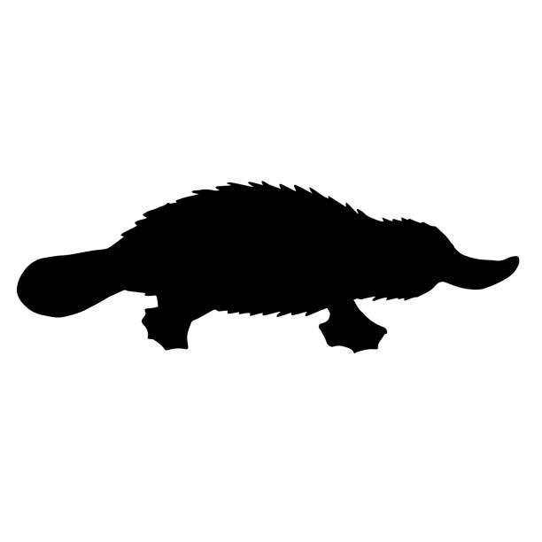 Vector hand drawn Platypus duckbill silhouette Vector hand drawn Platypus duckbill silhouette isolated on white background duck billed platypus stock illustrations