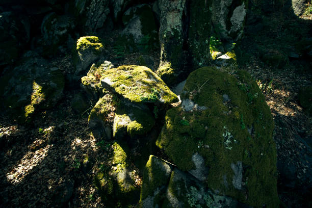 istock Rays of light play on mossy stones in the forest. 1326995959
